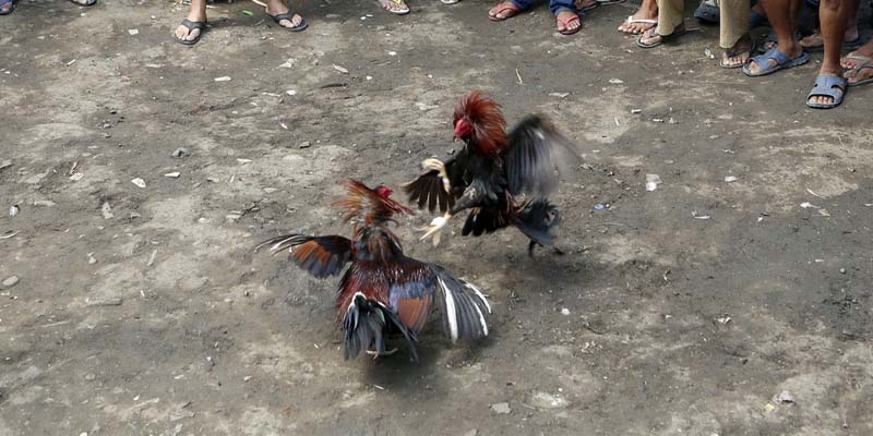 Hướng Dẫn Các Cách Đúc Gà Chọi Nhiều Trống Hiệu Quả