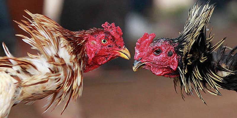 Hướng Dẫn Cách Nạp Carbo Cho Gà An Toàn Nhanh Chóng
