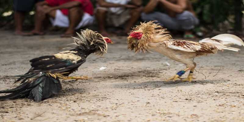 Hướng dẫn cách nạp carbo cho gà hiệu quả