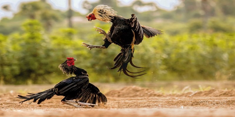 Hướng Dẫn Cách Nhận Biết Mắt Gà Chọi Lì Đòn Cho Kê Thủ