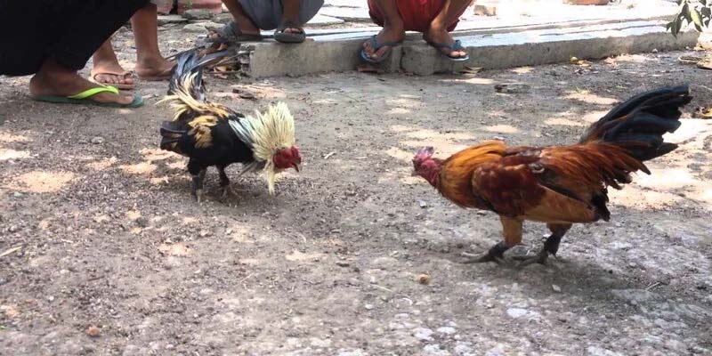 Mắt gà chọi lì đòn có quan trọng để chọn kê không?