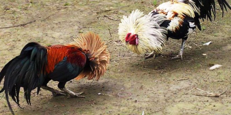 Một số mẹo chọn gà Bắc Kinh là gì ?