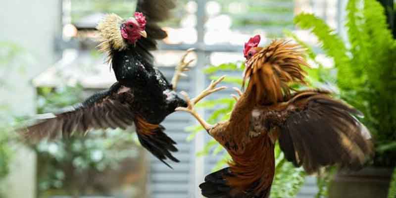 Gà lông lụa là gì?
